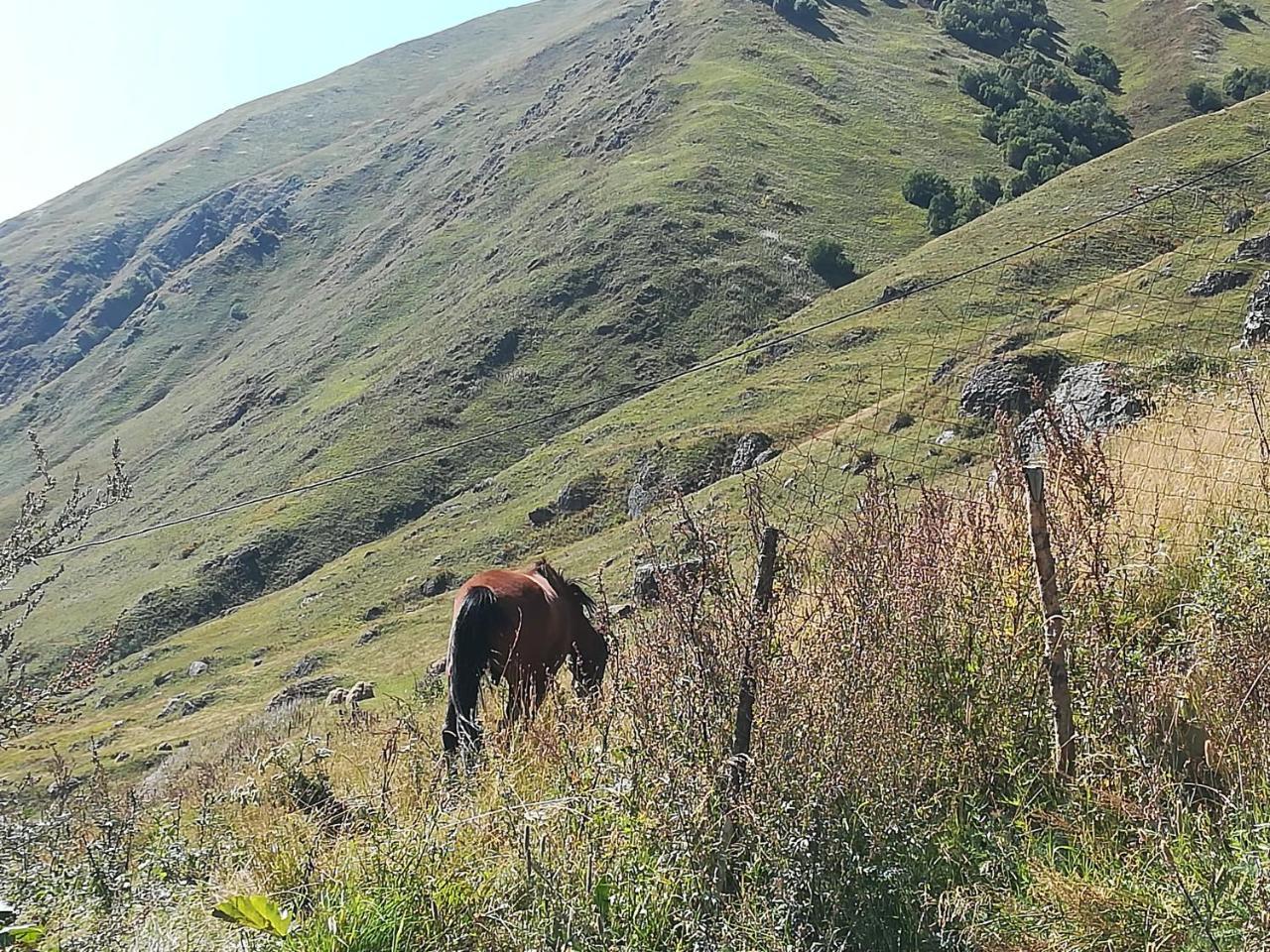 Levan&Megi Juta Buitenkant foto